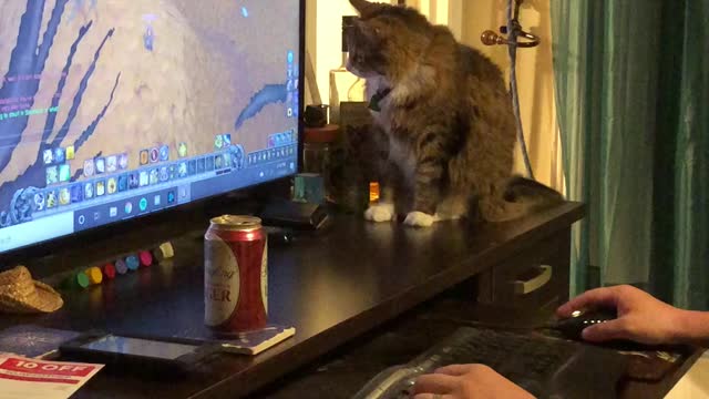 Cat loves WoW