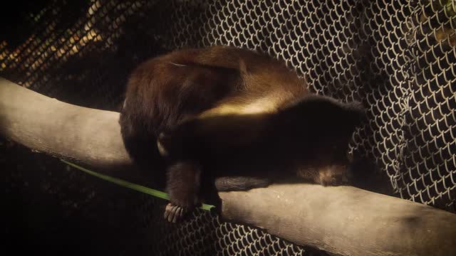 Monkey Lying on a Branch and Eating Leaf