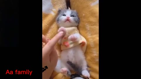 Newborn baby cat 💕🐈️(love animal)