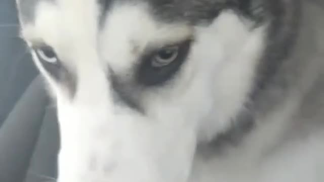 Funny! Husky Knocks Phone Out Of My Hand