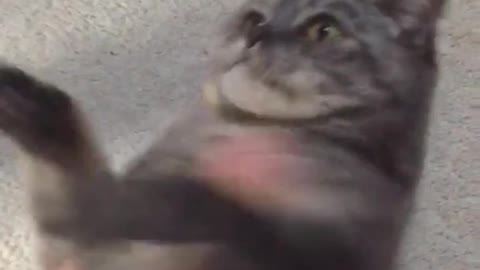 Grey cat on back gets scratched hard on carpet