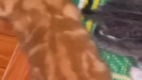 Garfield Wants Some Titty Milk