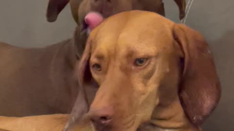 Dog Chews on Buddy's Ear