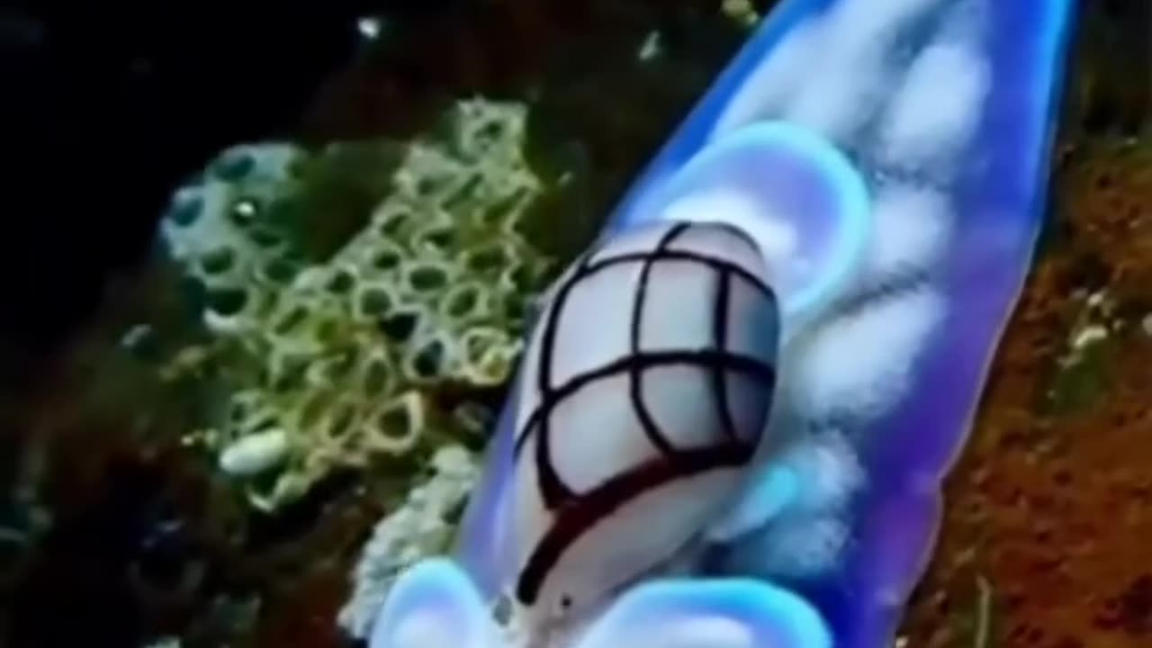 Sea Creatures | Amazing Videos