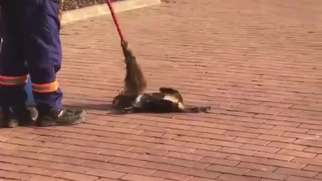 Street cleaner brushes stray cat with broom