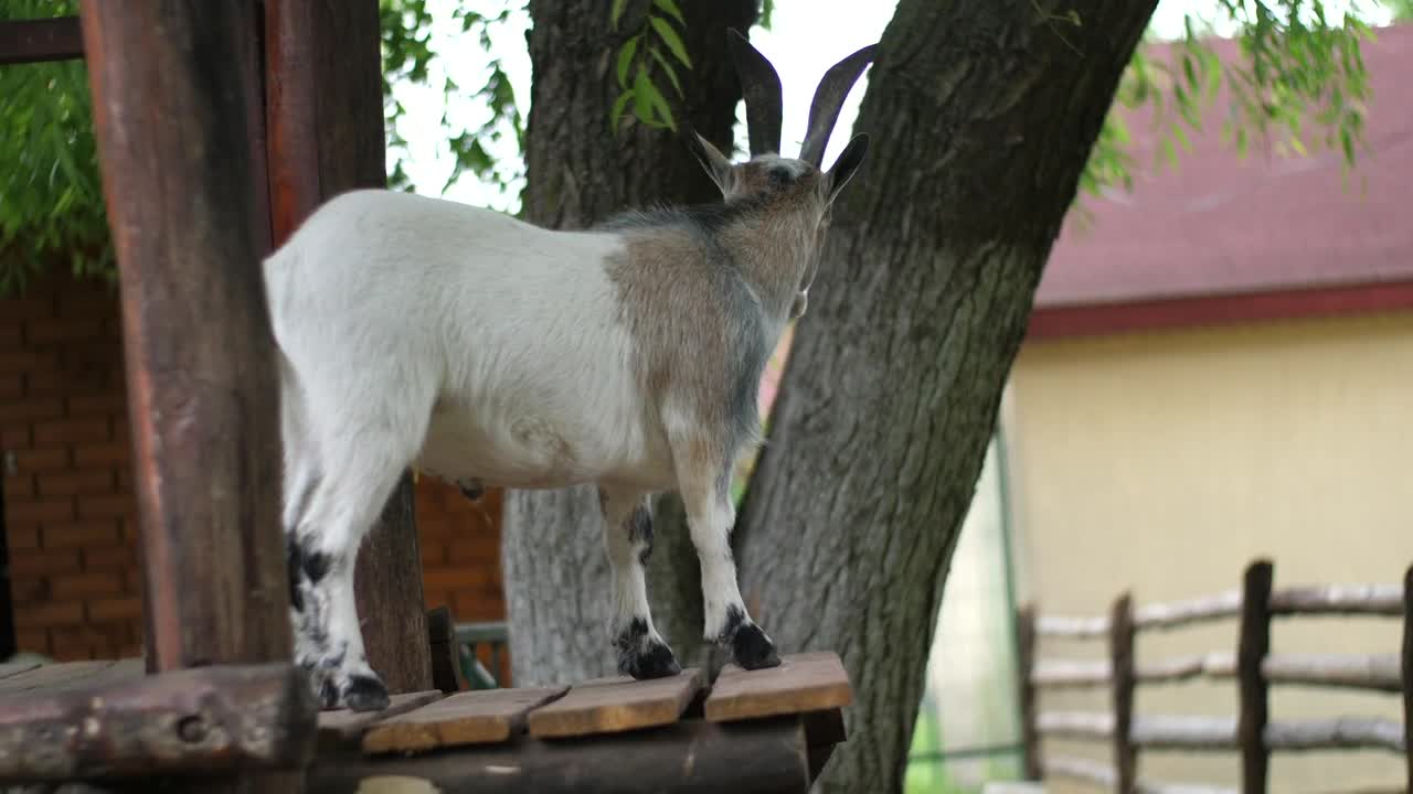 Goat Petting Zoo Animal Nature Horned Livestock