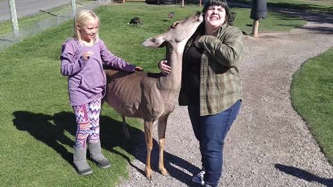 Licking Deer