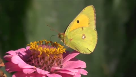 BEAUTY OF NATURE - amazing video