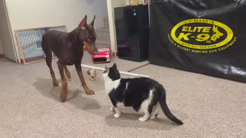 DOBERMAN TRAINING WITH CAT SUPERVISOR #part 11