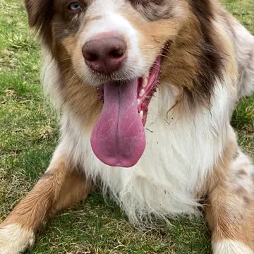 Happy dog is totally exhausted after playtime with his human