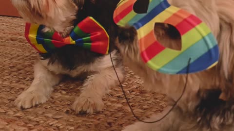 adorable puppy loves stealing the baby pacifier and uses it just like the baby! It looks like ?