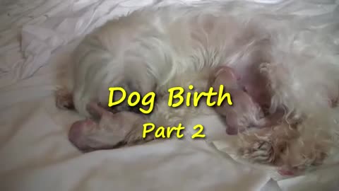 Maltese Puppies 2 Hours Old - Amazing Pets