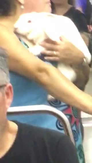 Lady holds large white rabbit on subway train