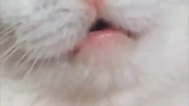 Crazy Cats ✪ Funny Cats ✪ TRY NOT TO LAUGH!
