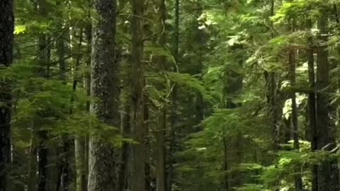 Some moments in the beautiful forest