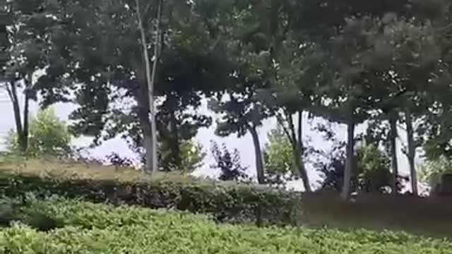 Combination of trees and sky