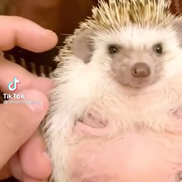 Big Belly Hedgehog