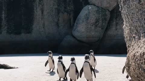 video-of-penguins-walking