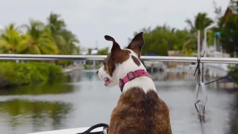 Family Adopts A New Dog - When Vet Sees It He Calls The Police