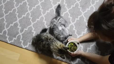 a brother and sister cat that eats grass.