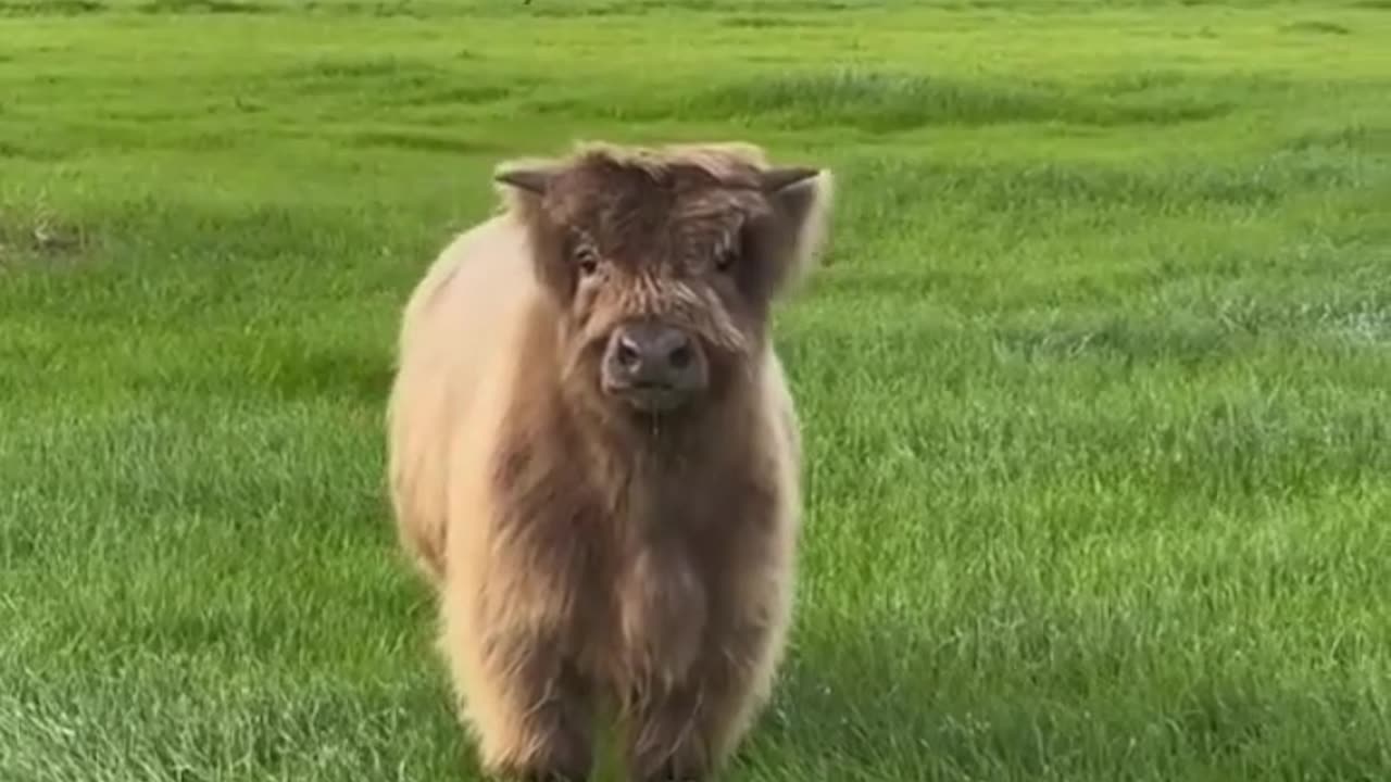 Cute Fluffy Cow