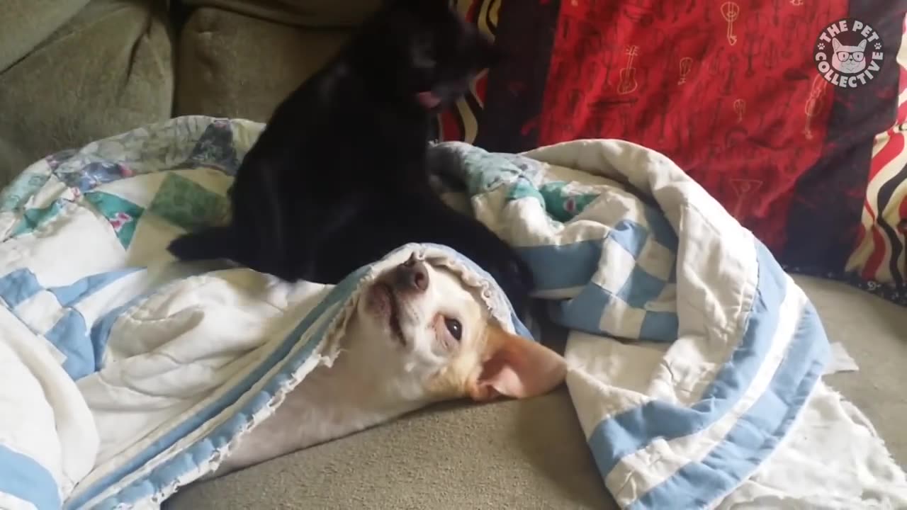 Cats You DON'T Want To Mess With: Funny Cat Videos