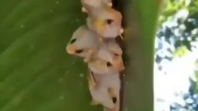 Flock of young birds in the leaves of a lovely tree