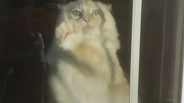 Really fat cat tries to go out window