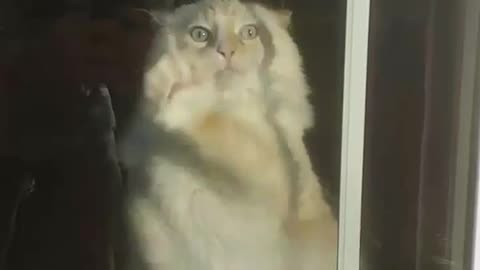 Really fat cat tries to go out window