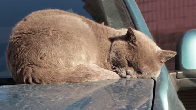 My cat is very sleeping my cat