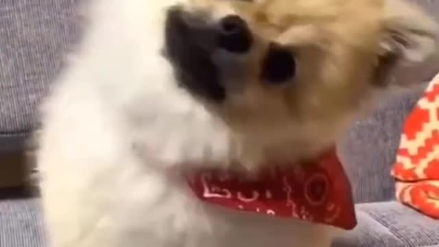 πΆπ Funny Cutest dogs video compilation ever | Super Funny Dog Life πΆπ