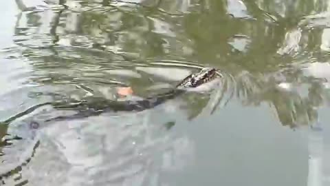 Fish video
