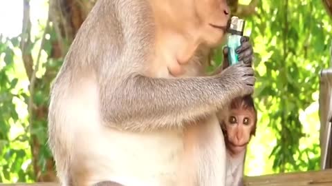 Monkey Fun Time