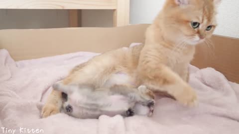 Baby kitten's eye can't open...