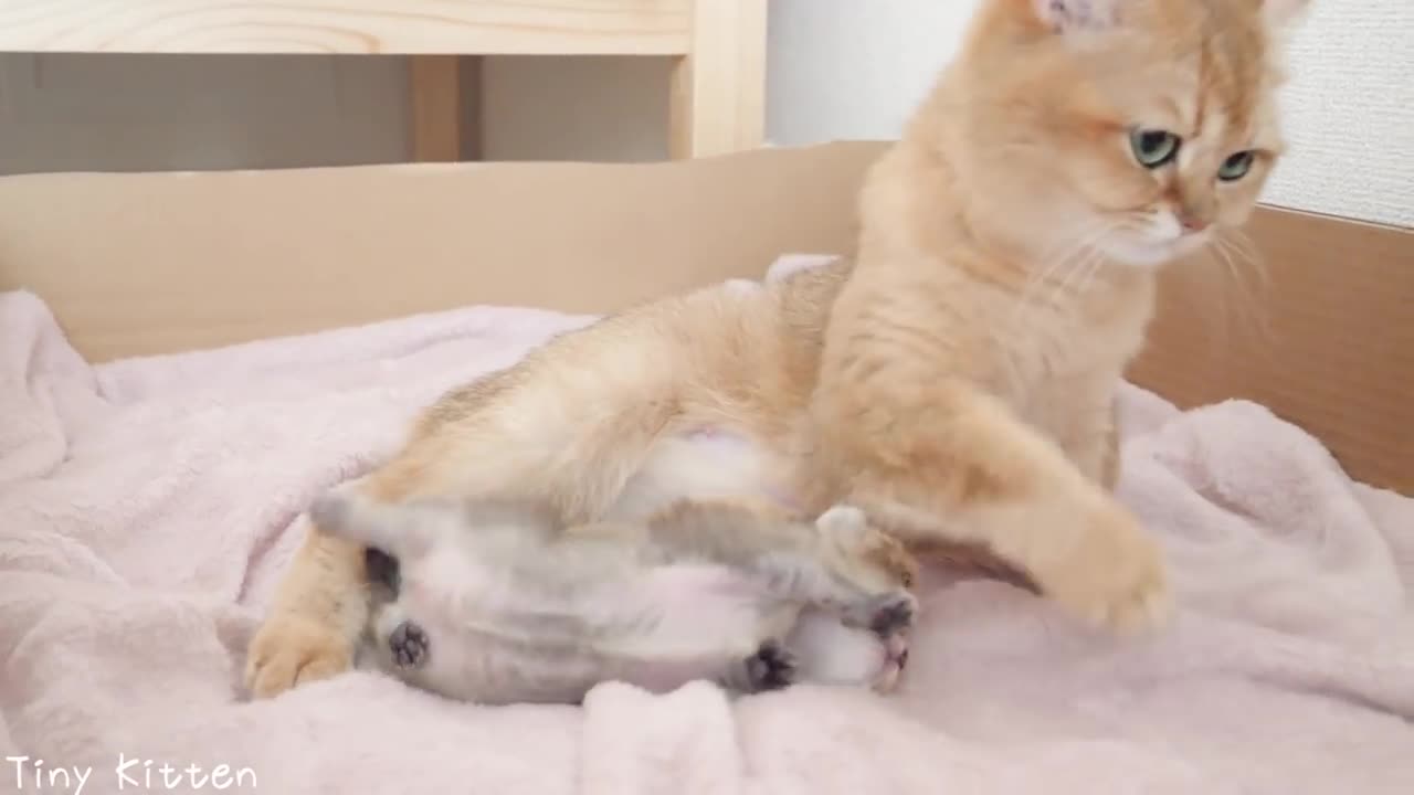 Baby kitten's eye can't open...