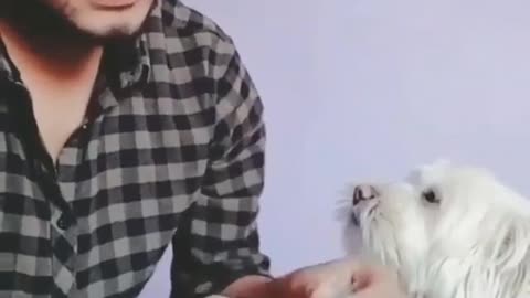 Funny dogs with money