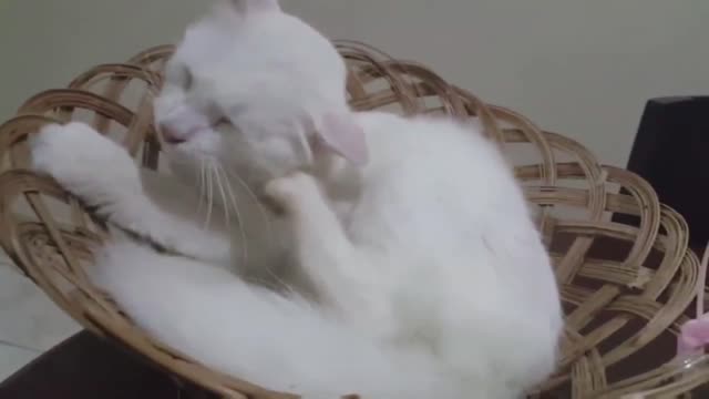Cats Video 6 Cute and Funny Cat Video