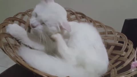 Cats Video 6 Cute and Funny Cat Video