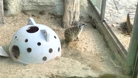 meerkat digging a hole