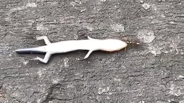 Single ant pulling a dead lizard across an asphalt driveway.