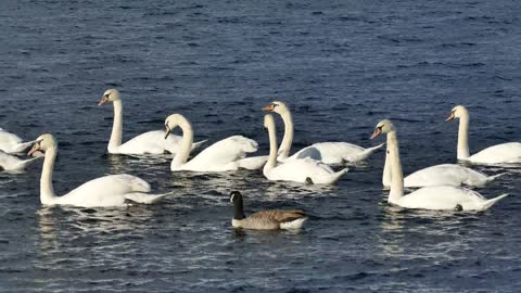 ducks swiming on sea itis amazing