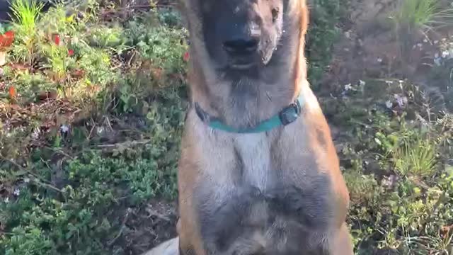 Belgian Malinois dog acts pitiful after numerous strings to the face by yellow jackets!!!