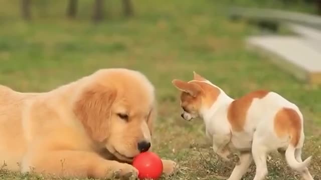 #puppy Cute funny video