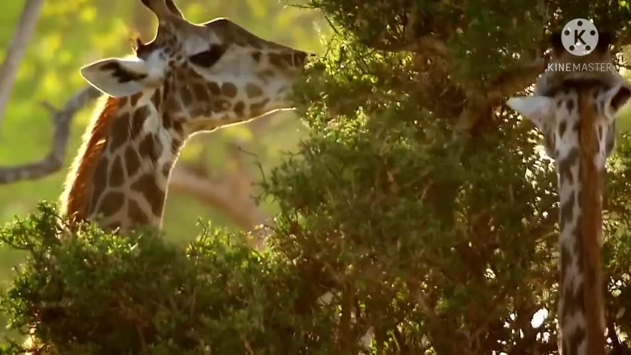 Wildlife brave giraffe and lion attack