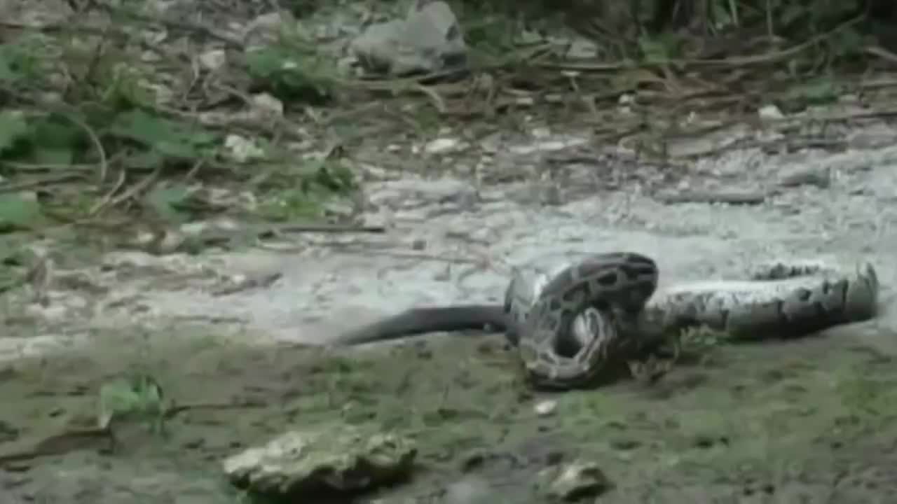 A python swallowing an alligator alive. It's a horrible sight