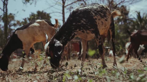 Beautiful. Goats are eating grass and plants leafs