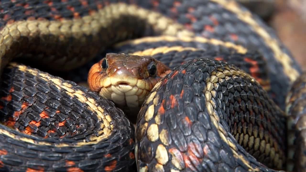 Colorful Garter Snake Coiled