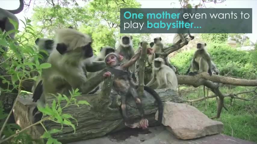 Monkey Troop Mourns the Death of Baby Together | BBC Earth