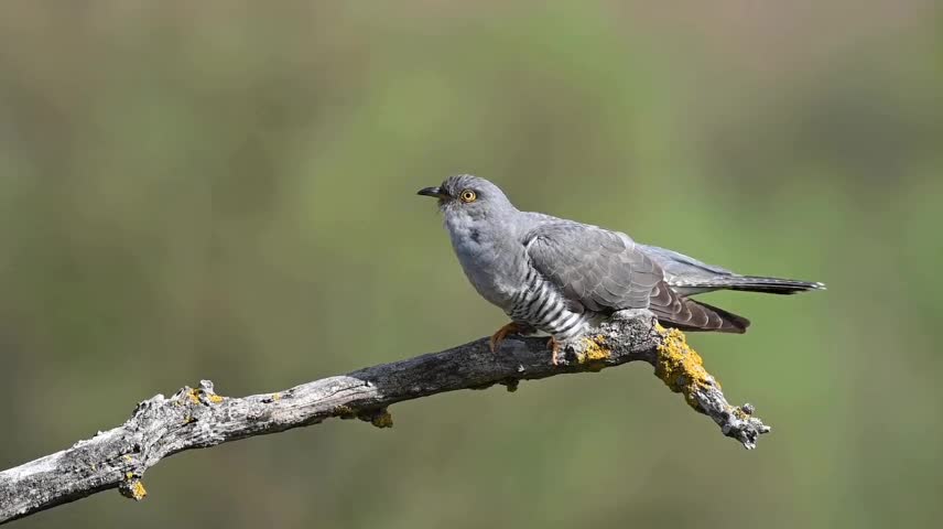 The cuckoo sing