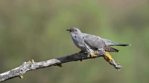 The cuckoo sing